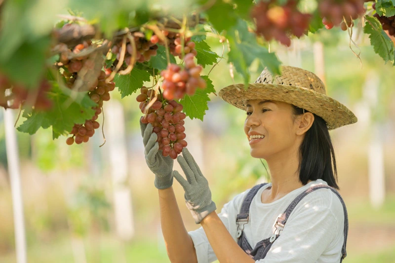 plasare personal asia